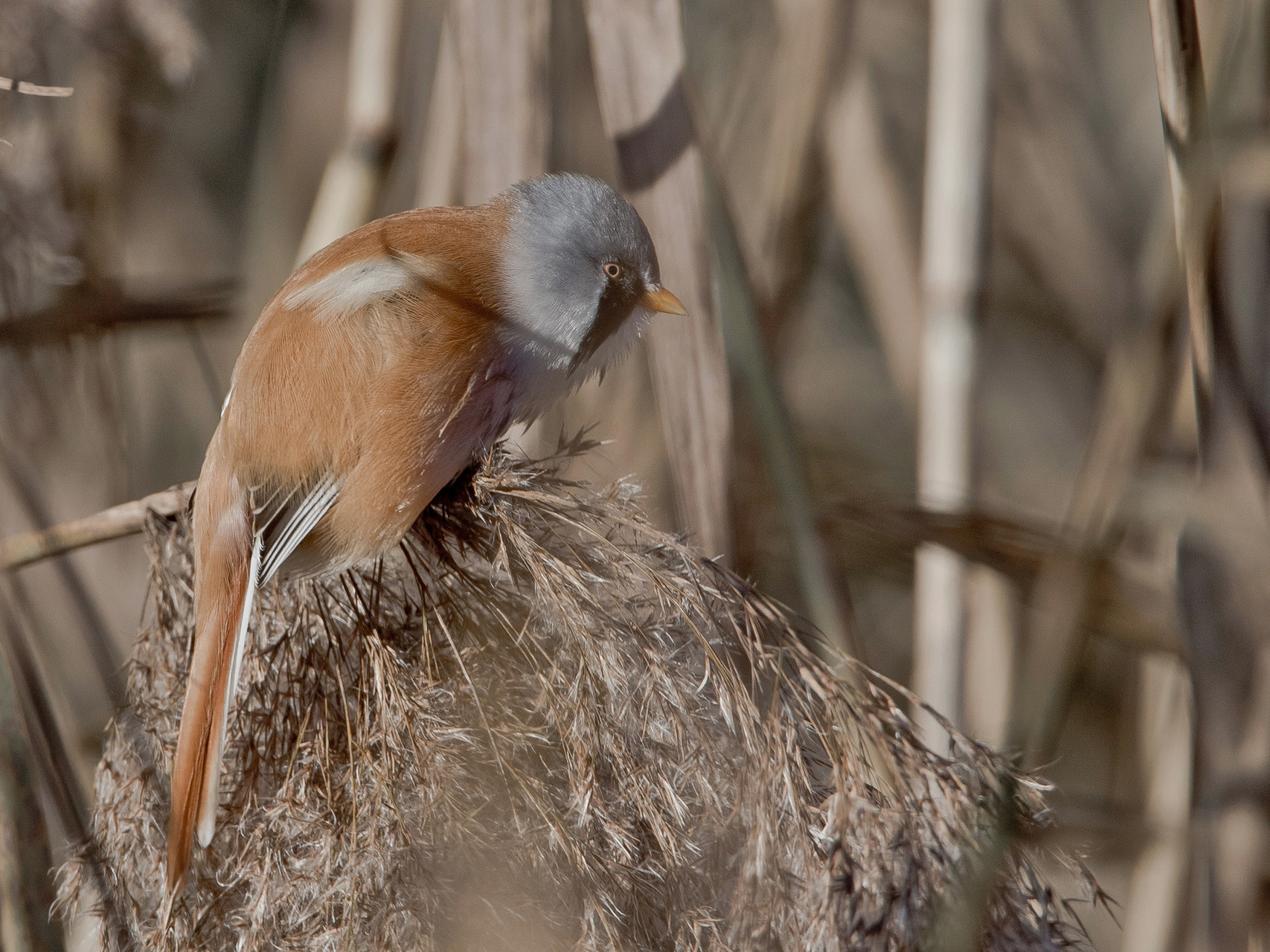 Bartmeise (Panurus biarmicus), Männchen