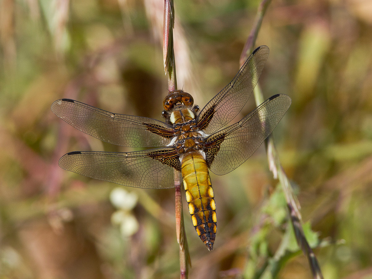 Weibliche Plattbauchlibelle (libellula depressa)