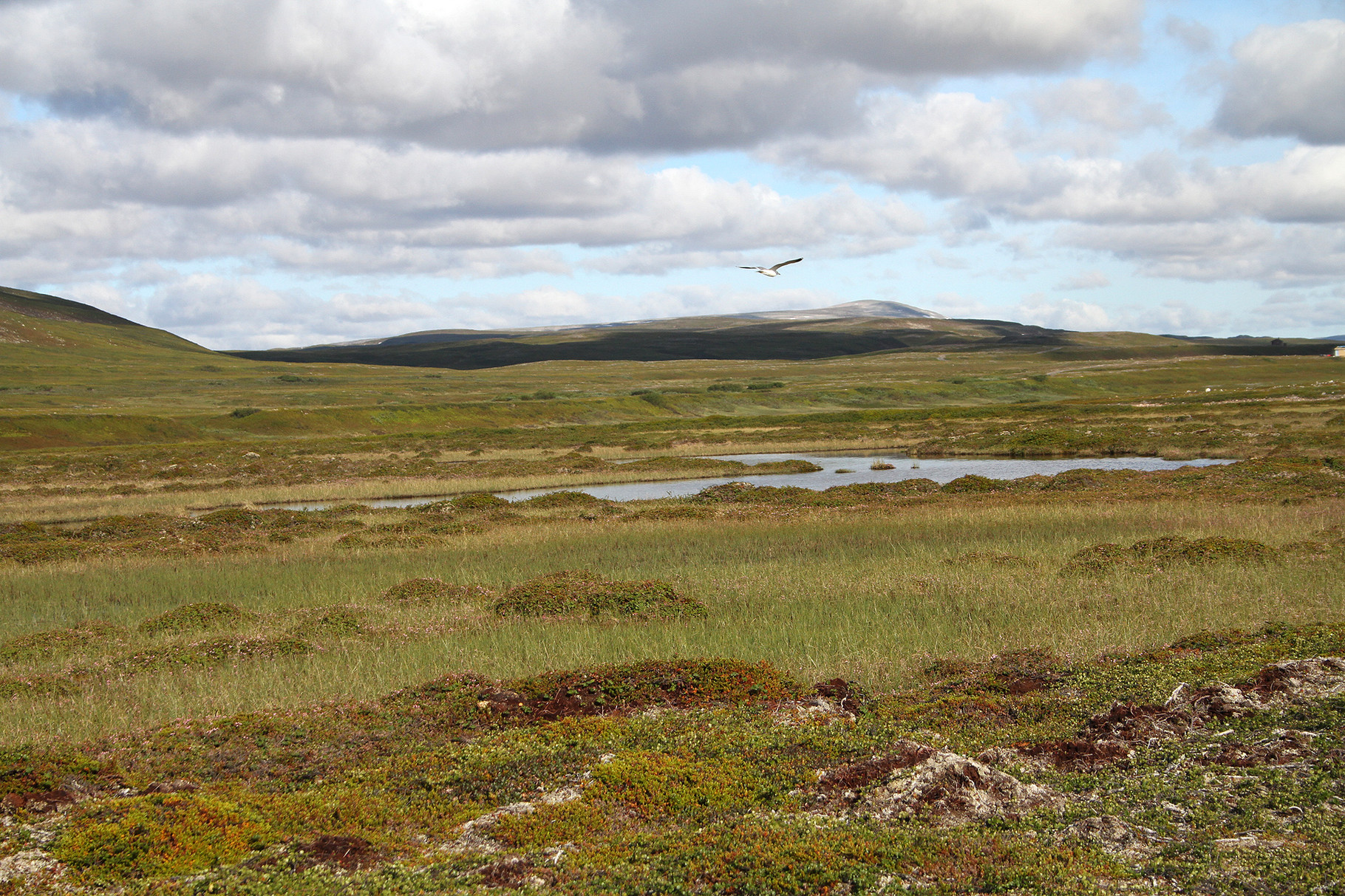 Beim Dorf Komagvaer führt eine Schotterstrasse ins Landesinnere durch schöne Tundra-Landschaft
