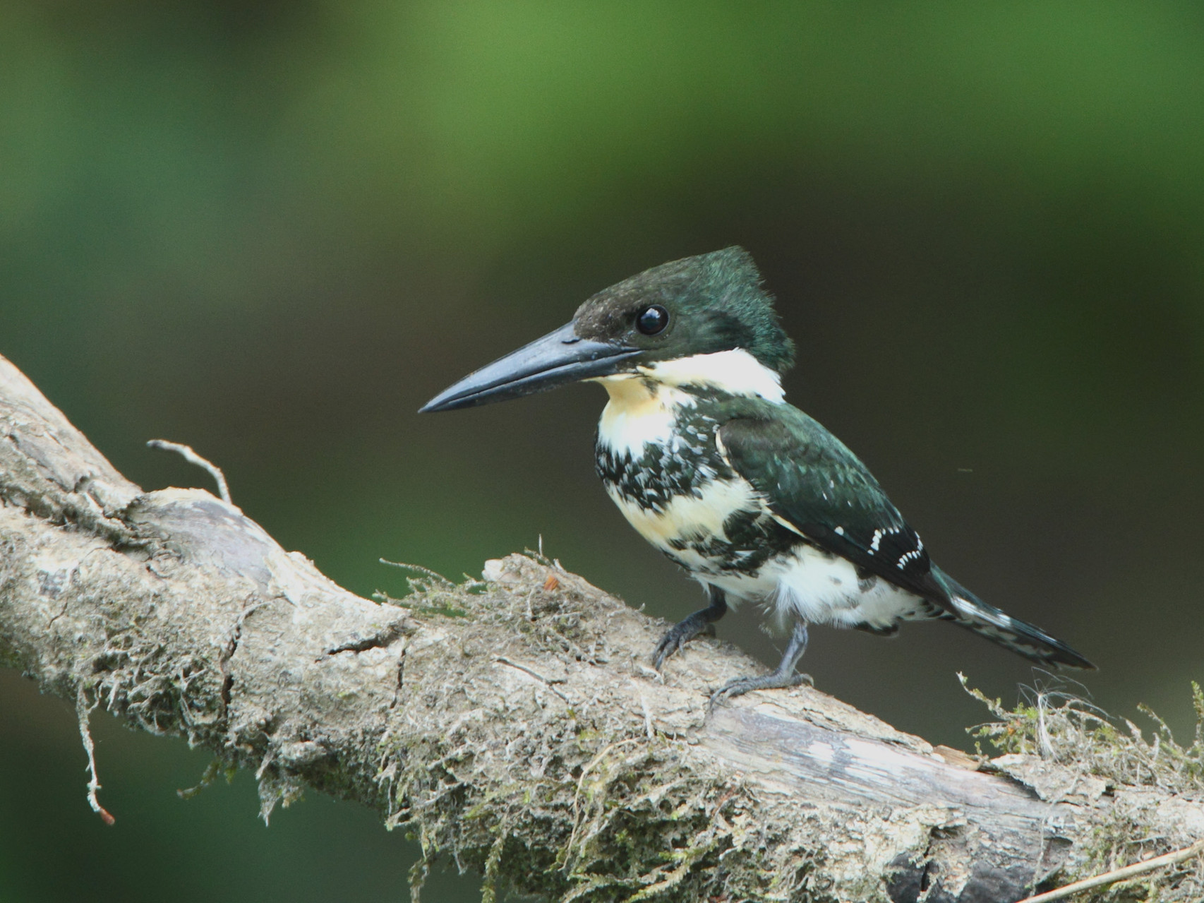 Bei einer Bootstour auf dem Rio Sarapiqui beobachten wir den Amazonasfischer, eine Eisvogelart...