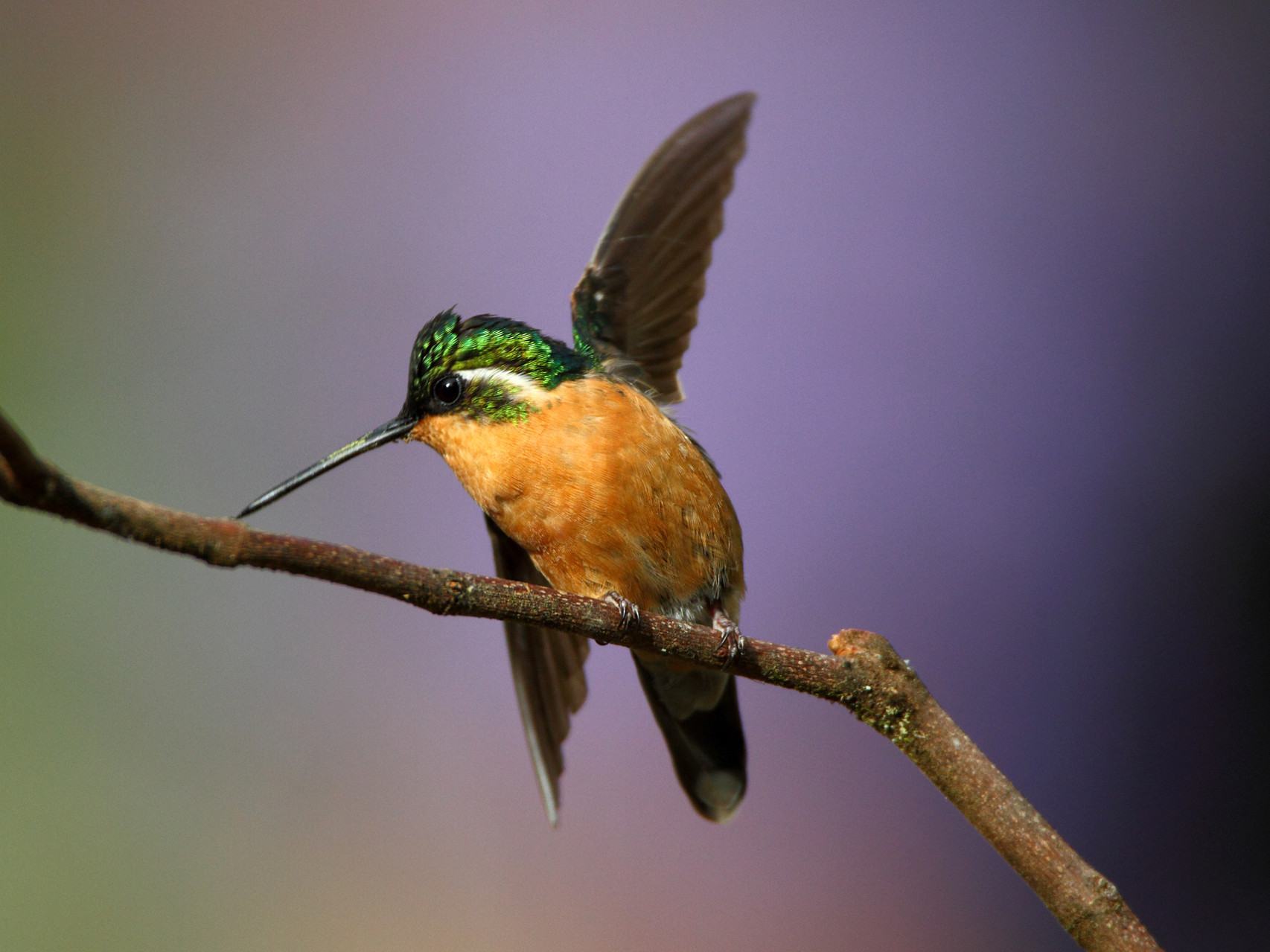 Purpurkehlnymphe, Savegre Lodge, Costa Rica