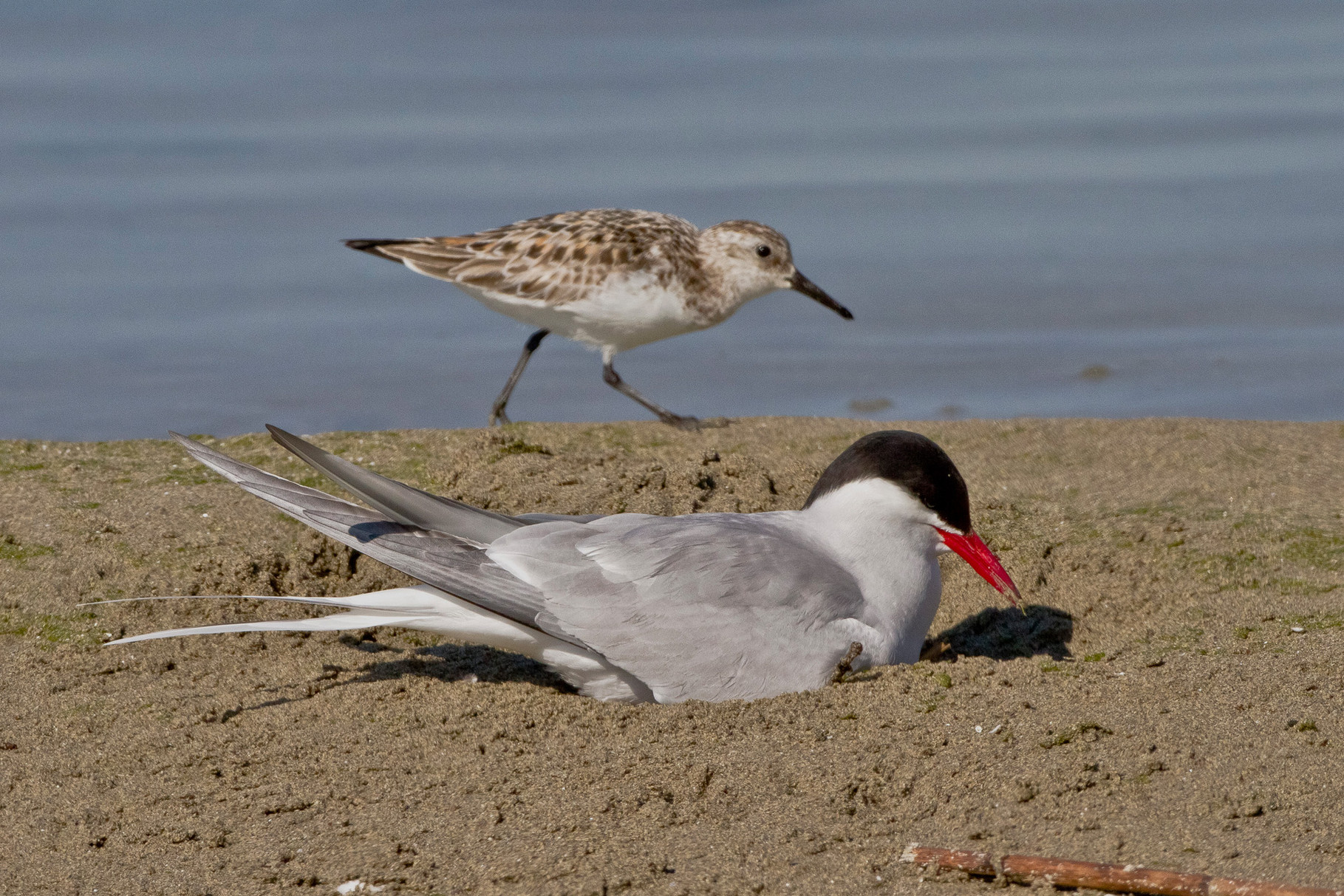 Ein Sanderling ist ebenfalls auf der Sandbank präsent.