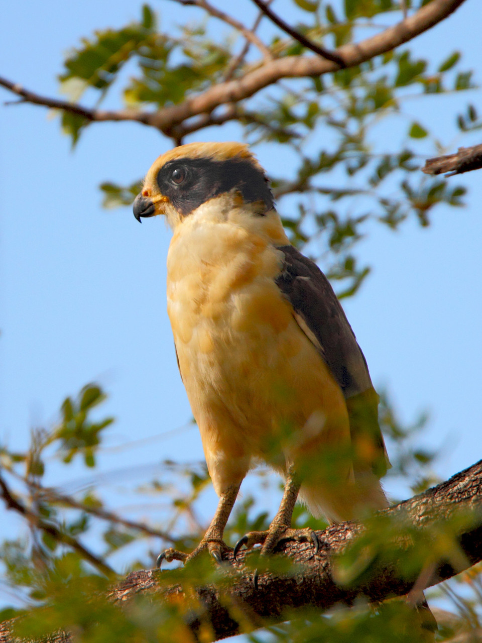 Lustiger Kerl: der Lachfalke