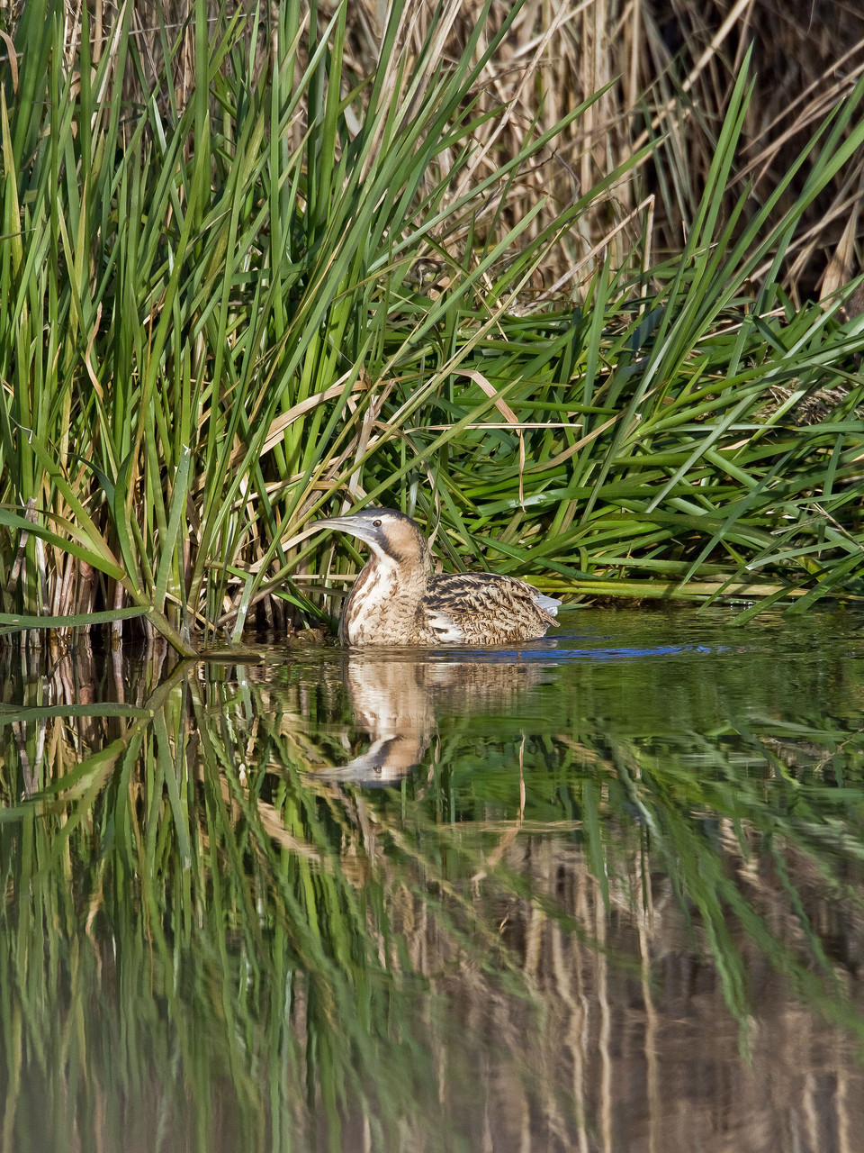 Rohrdommel, Klingnauer Stausee