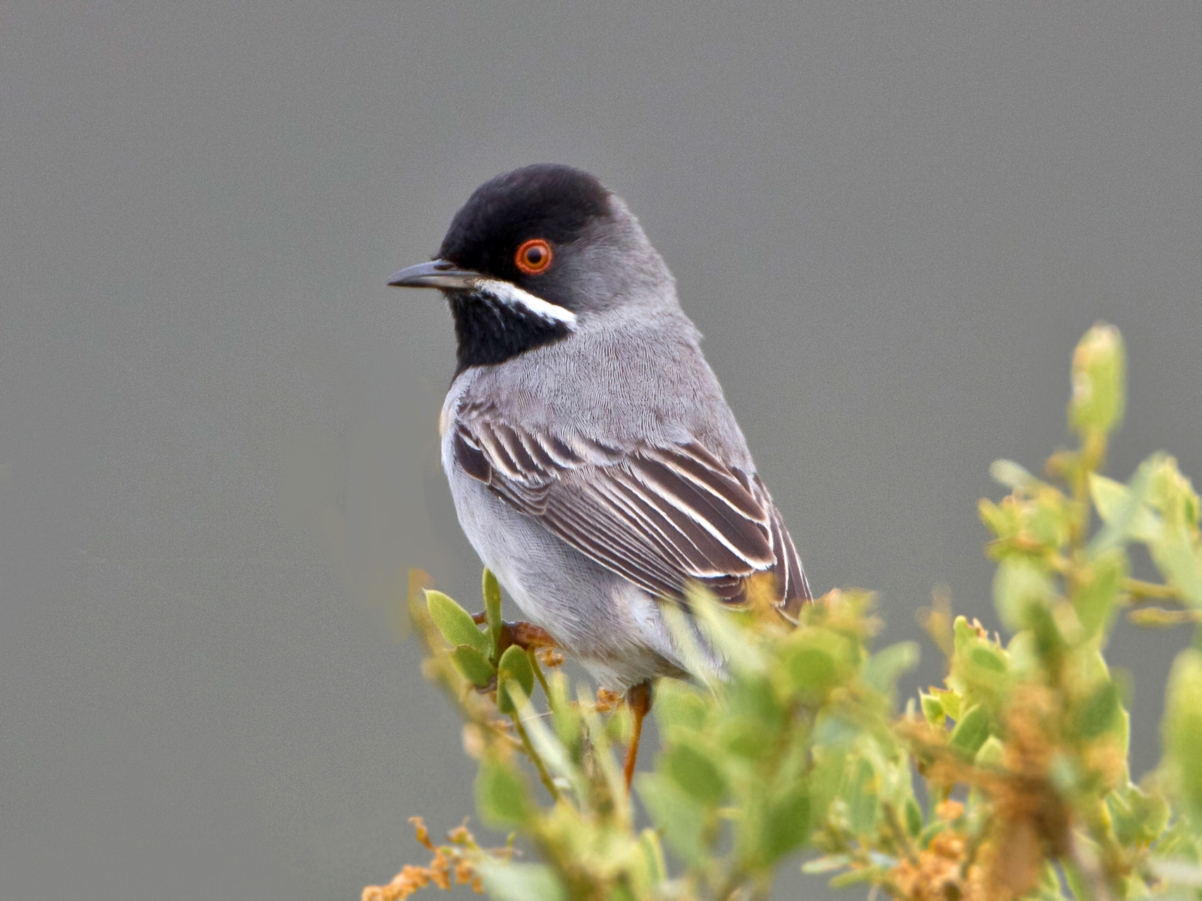 Er scheint sich seiner ornithologischen Bedeutung bewusst zu sein und zeigt sich nicht allzu häufig...