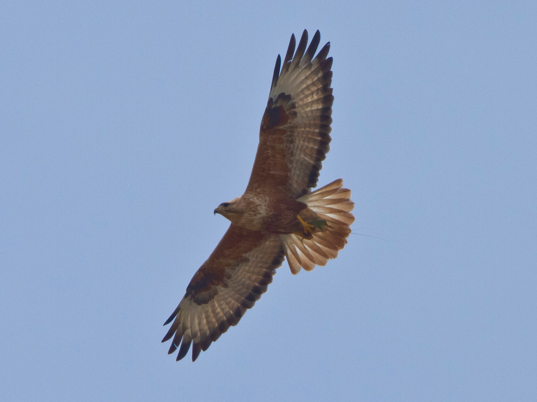 Den Adlerbussard entdeckten wir in einem Steinbruch in der Nähe von Kalloni