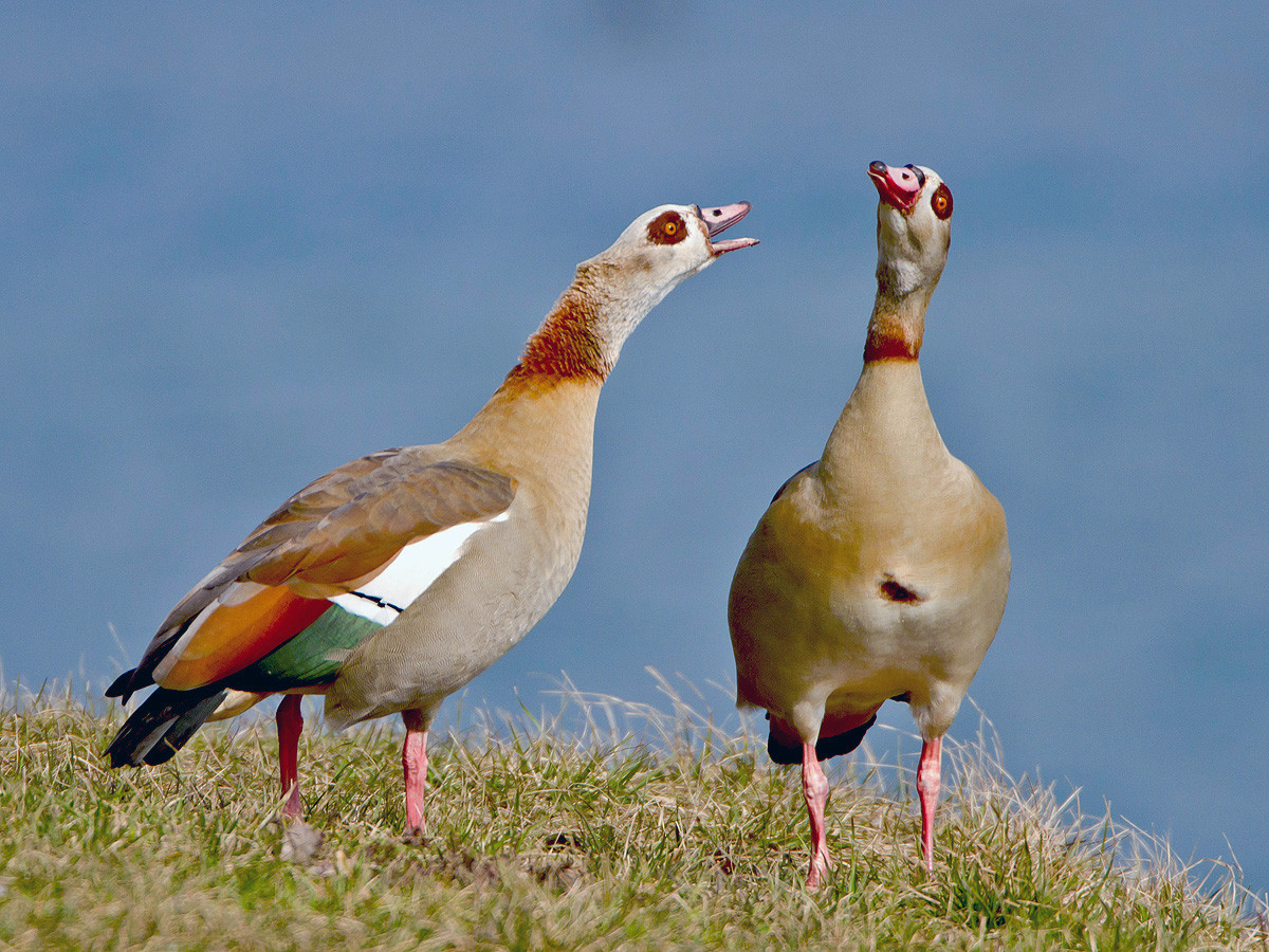 Streitende Nilgänse, Klingnauer Stausee, Schweiz