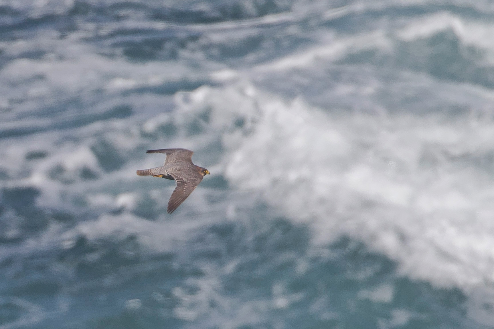 ... auch mal beim Flug über die Wellen fotografieren