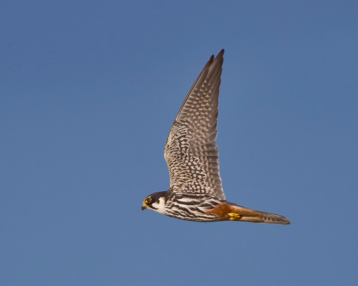 Baumfalke