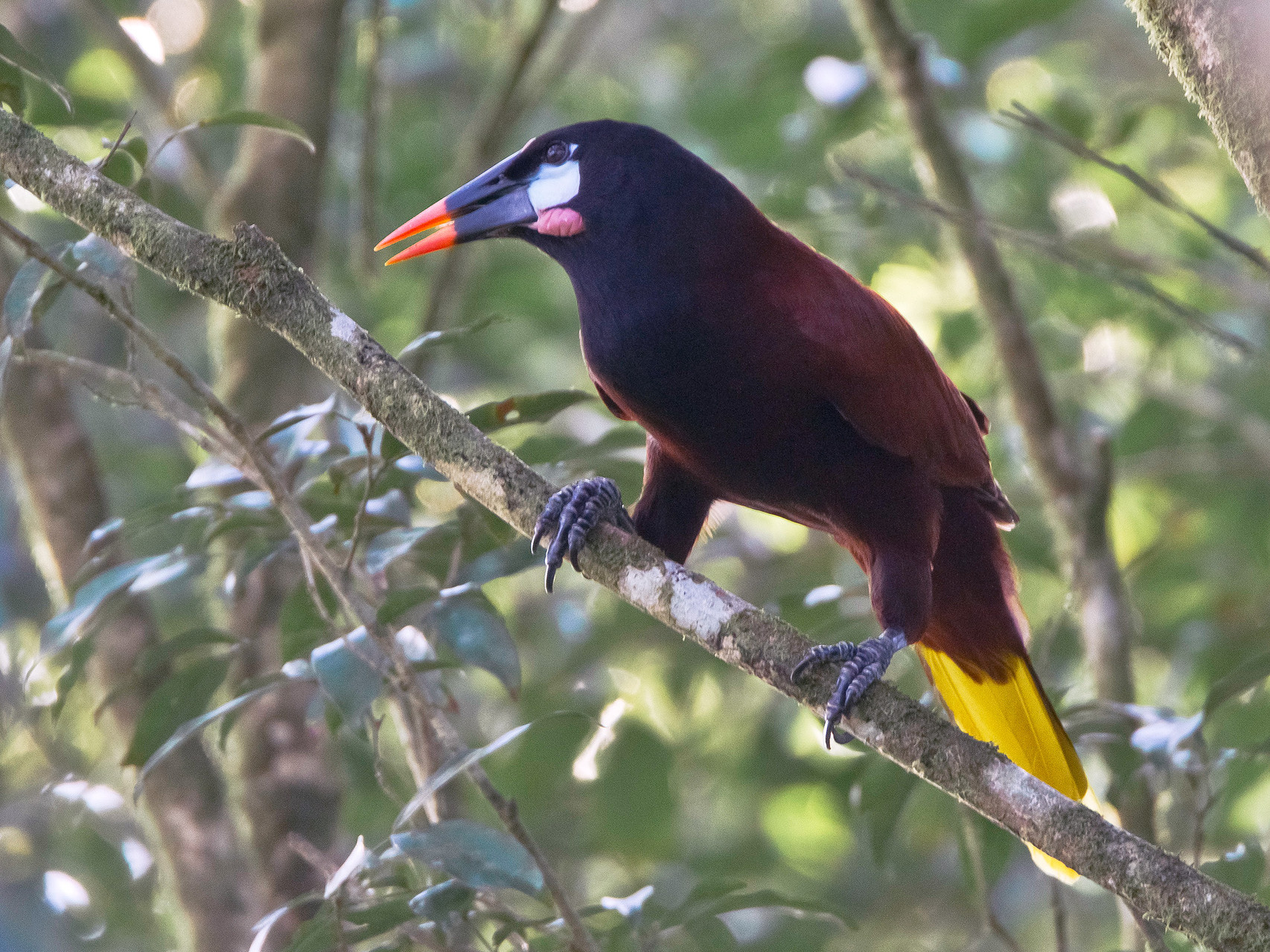 Hier brütet der Montezuma-Stirnvogel in flaschenförmig gewobenen, hängenden Nestern