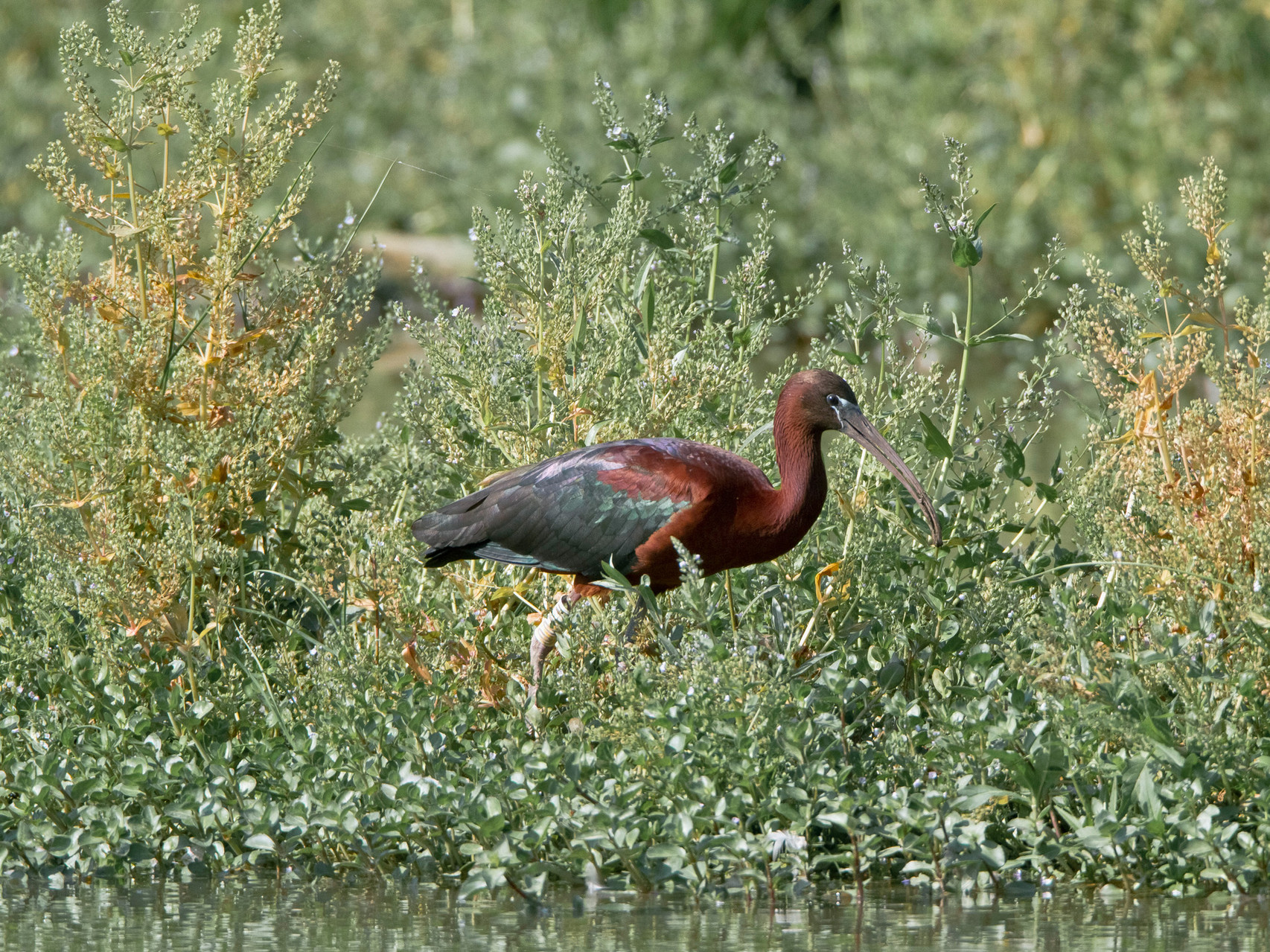 Sichler am Klingnauer Stausee