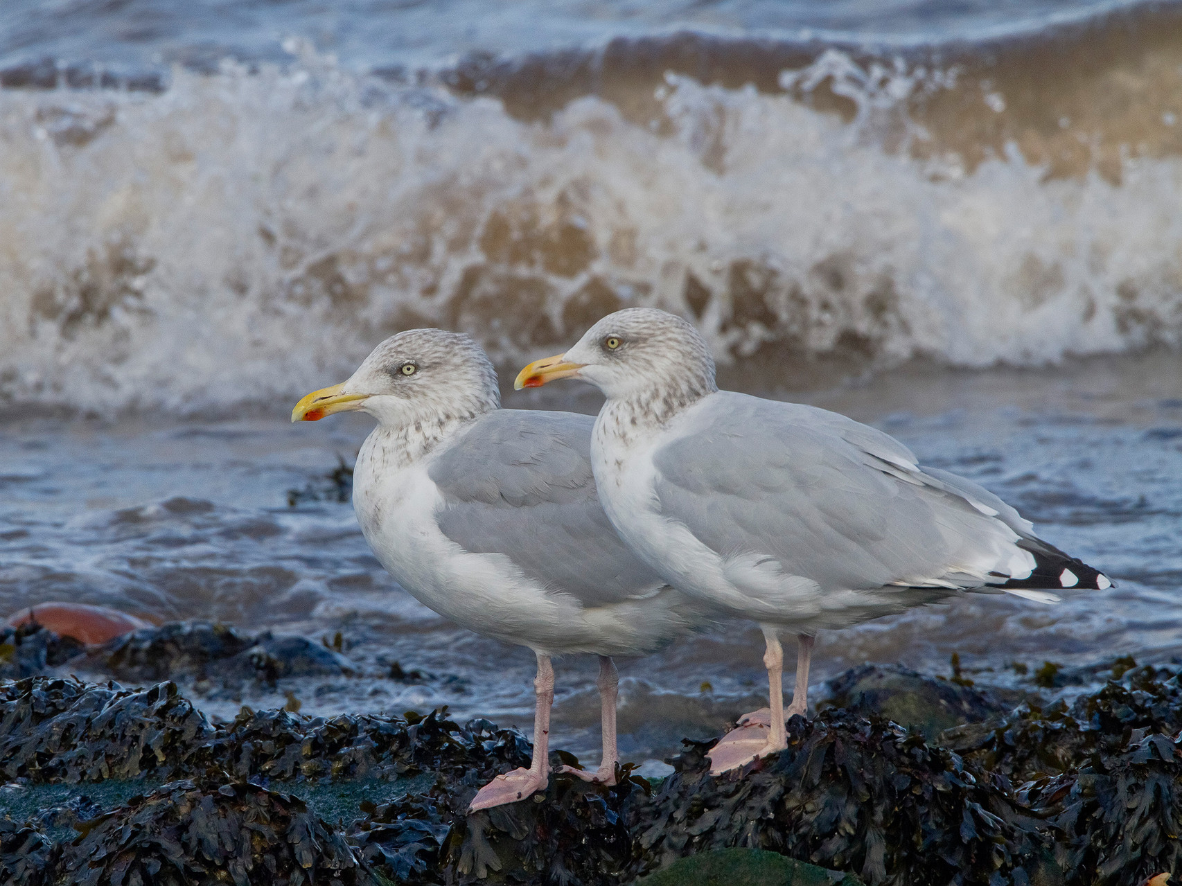 Silbermöwe, Helgoland, Deutschland