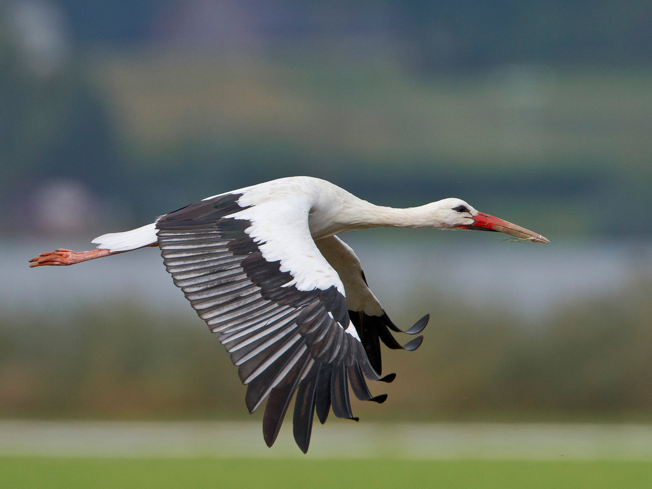 Weissstorch, Nuolener Ried, Schweiz