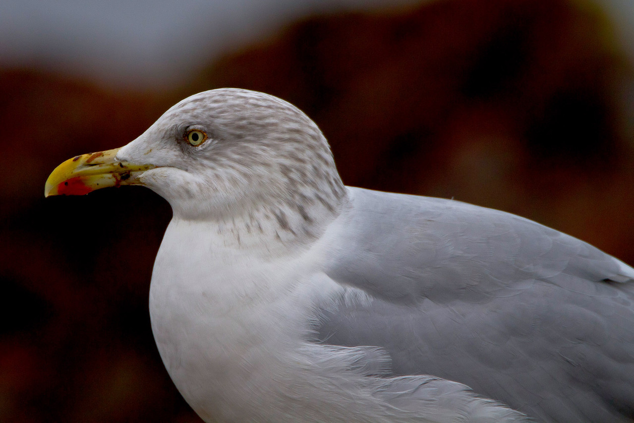 Häufigste Möwenart auf Helgoland: Silbermöwe