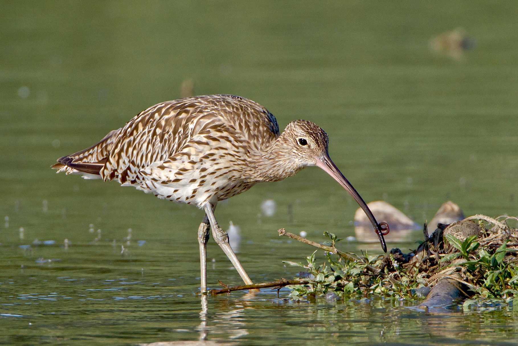 Grosser Brachvogel, Klingnauer Stausee, Schweiz