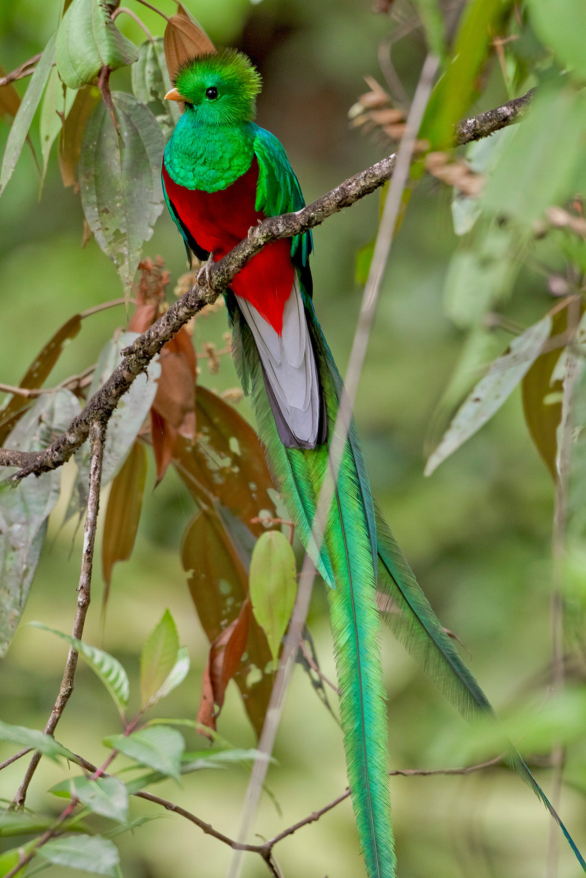 Die Traumart der Savegre Lodge und jeder Costa Rica-Birdingtour...