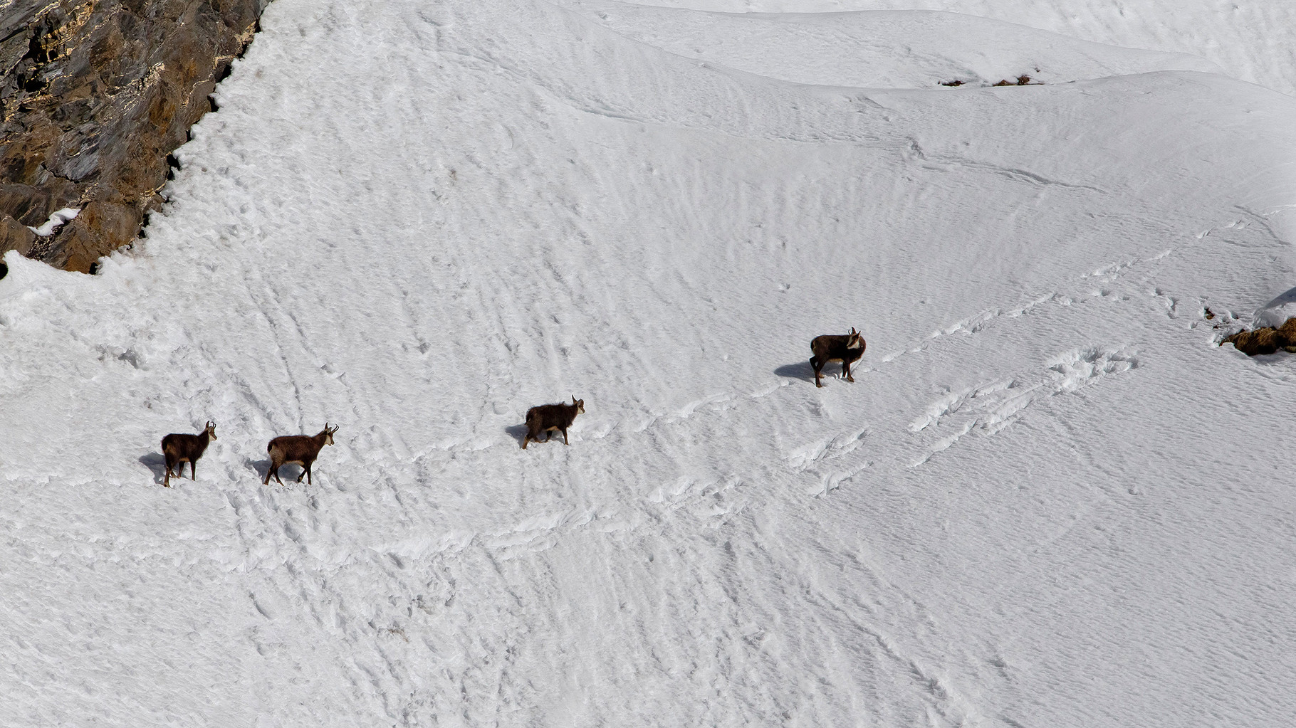 Eine Gruppe Gemsen quert einen steilen Schneehang