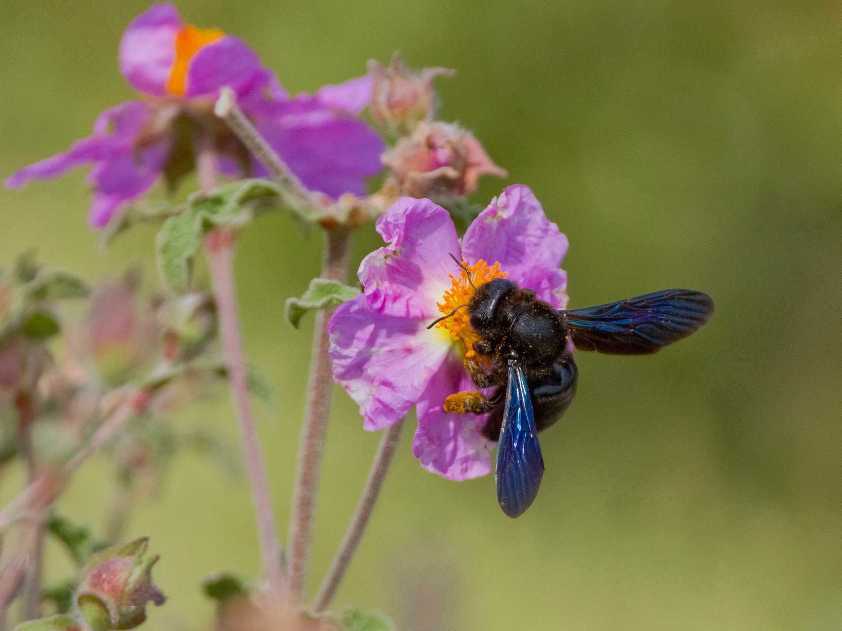 Kleine Wunder am Weg aus der Insektenwelt