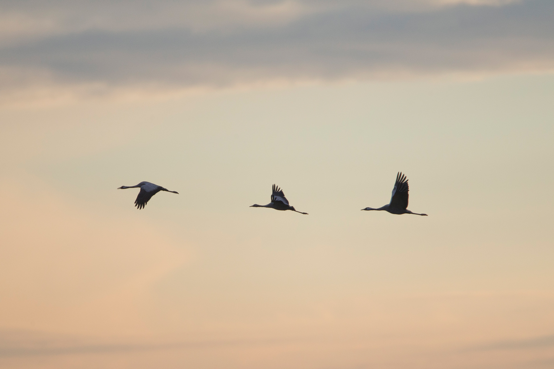 ... zu den Schlafplätzen irgendwo in der Bodden-Landschaft