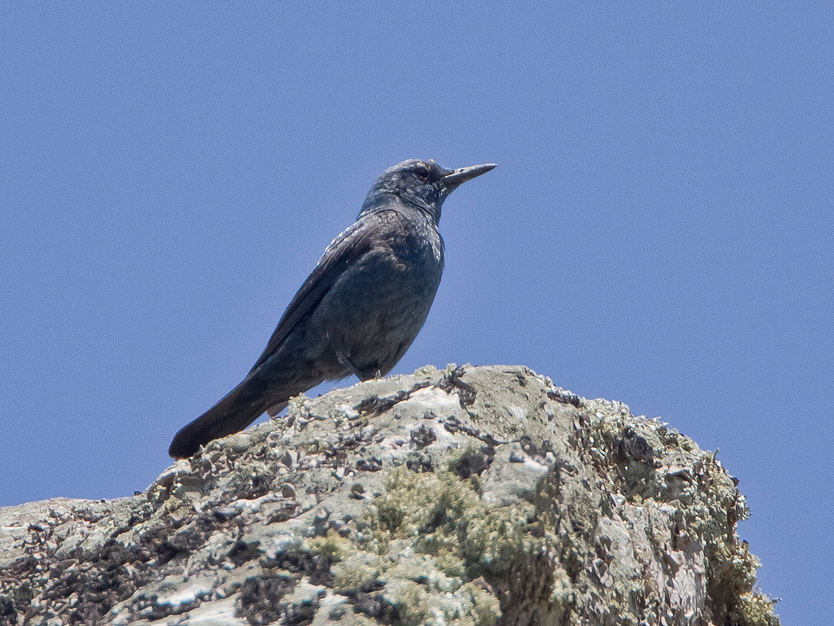 Die blaue Amsel: Blaumerle