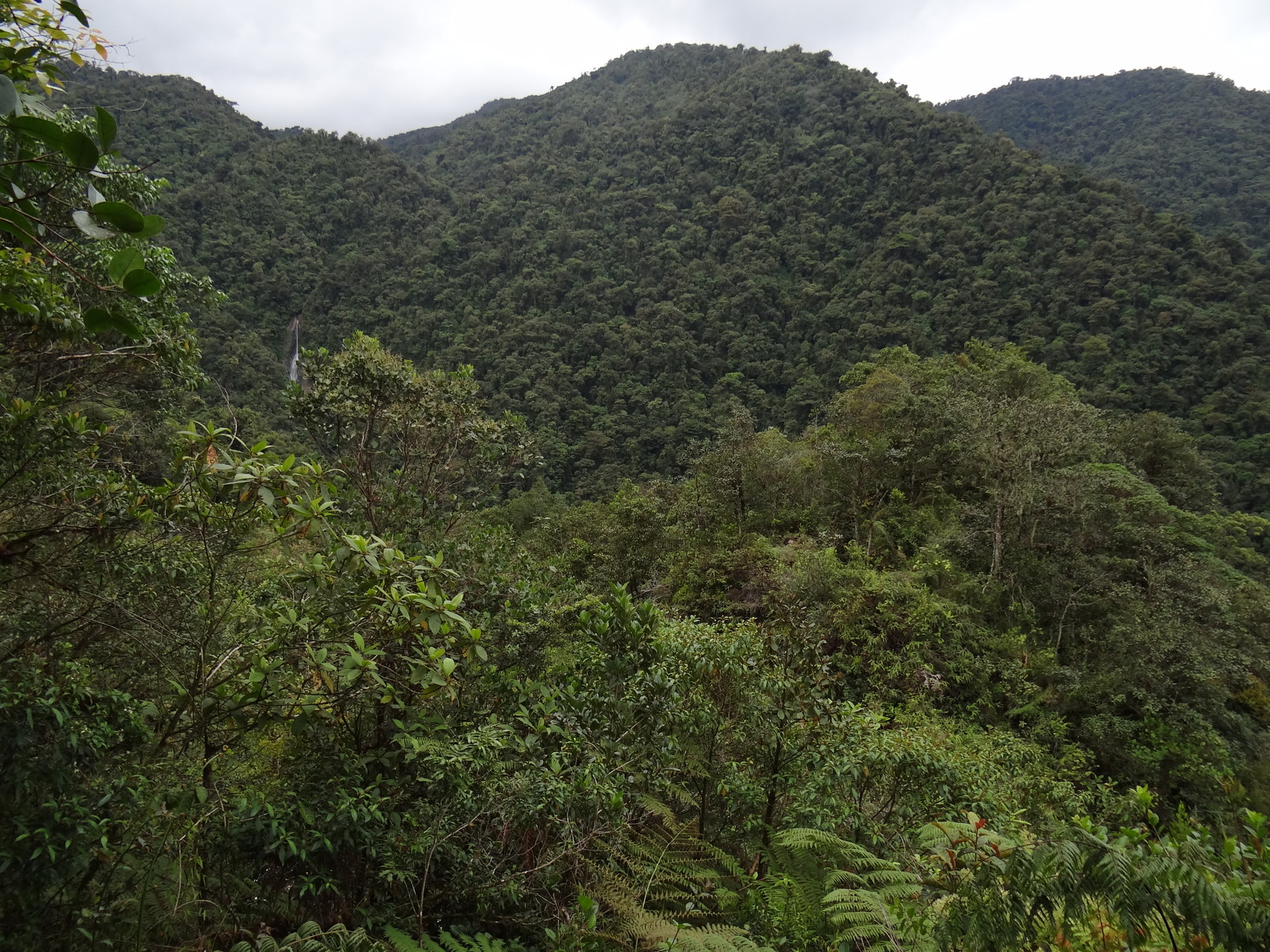 Blick auf einen Teil des Tapanti-Nationalparks – Regenwald soweit das Auge reicht