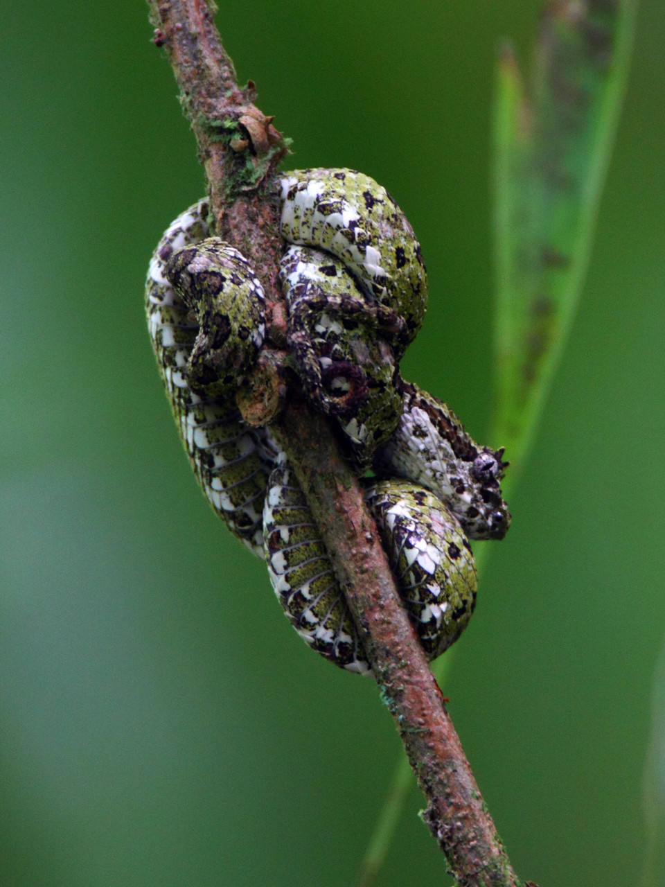 ... und die Begegnung mit kleinen, sehr giftigen Schlagen: eine Eyelash Viper