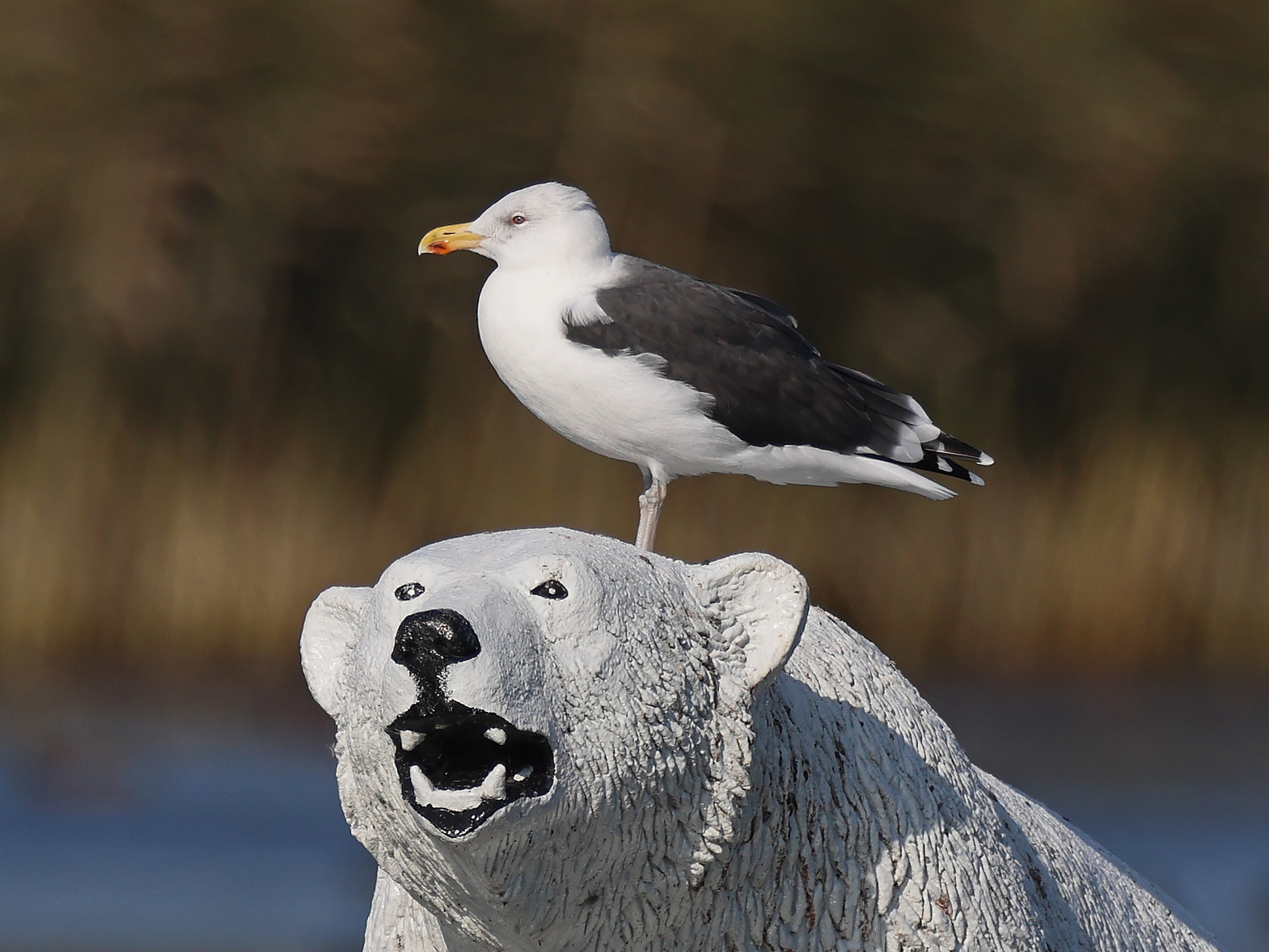 In der Bucht bei Haapsalu hat eine Mantelmöwe einen besonderem Standplatz gewählt