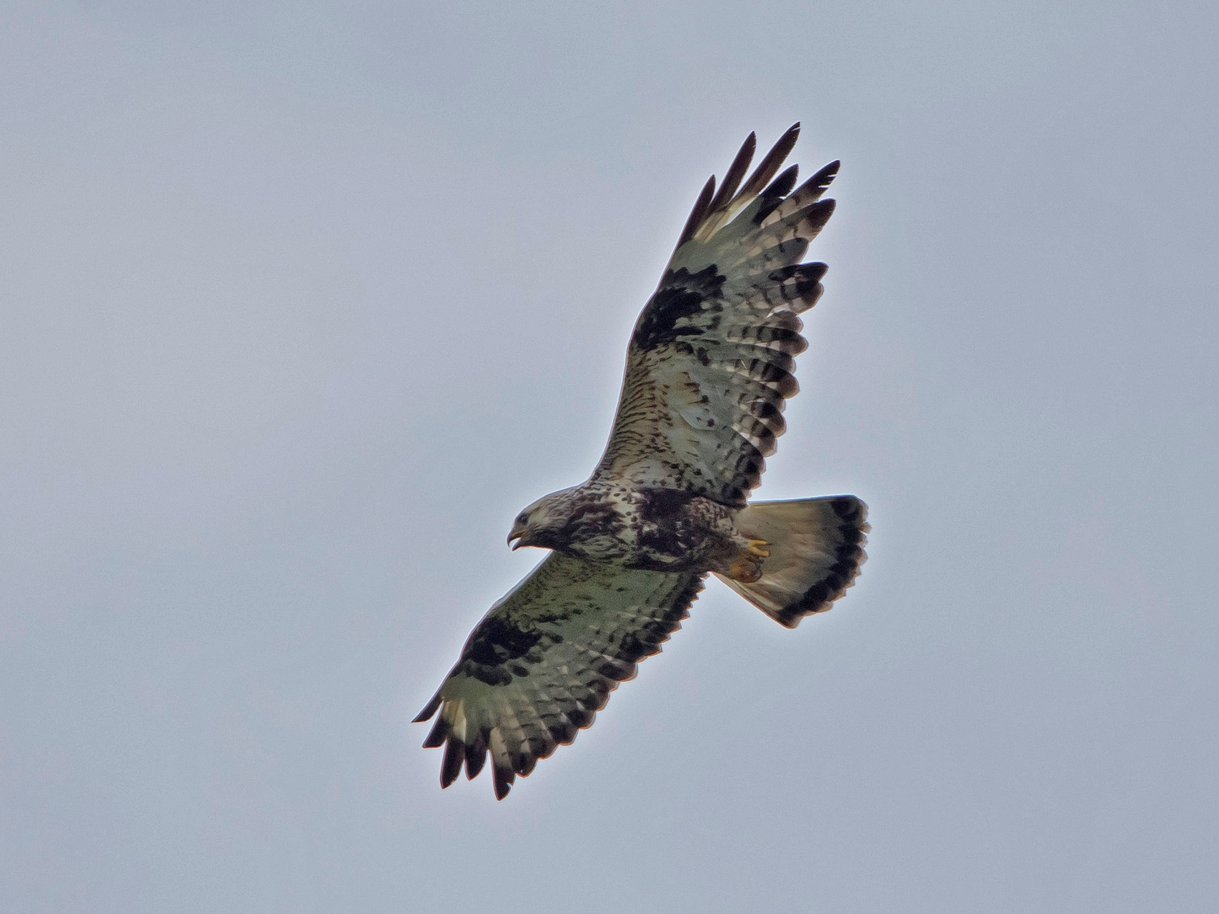 Der Raufussbussard nimmt hier die Position des Mäusebussards ein