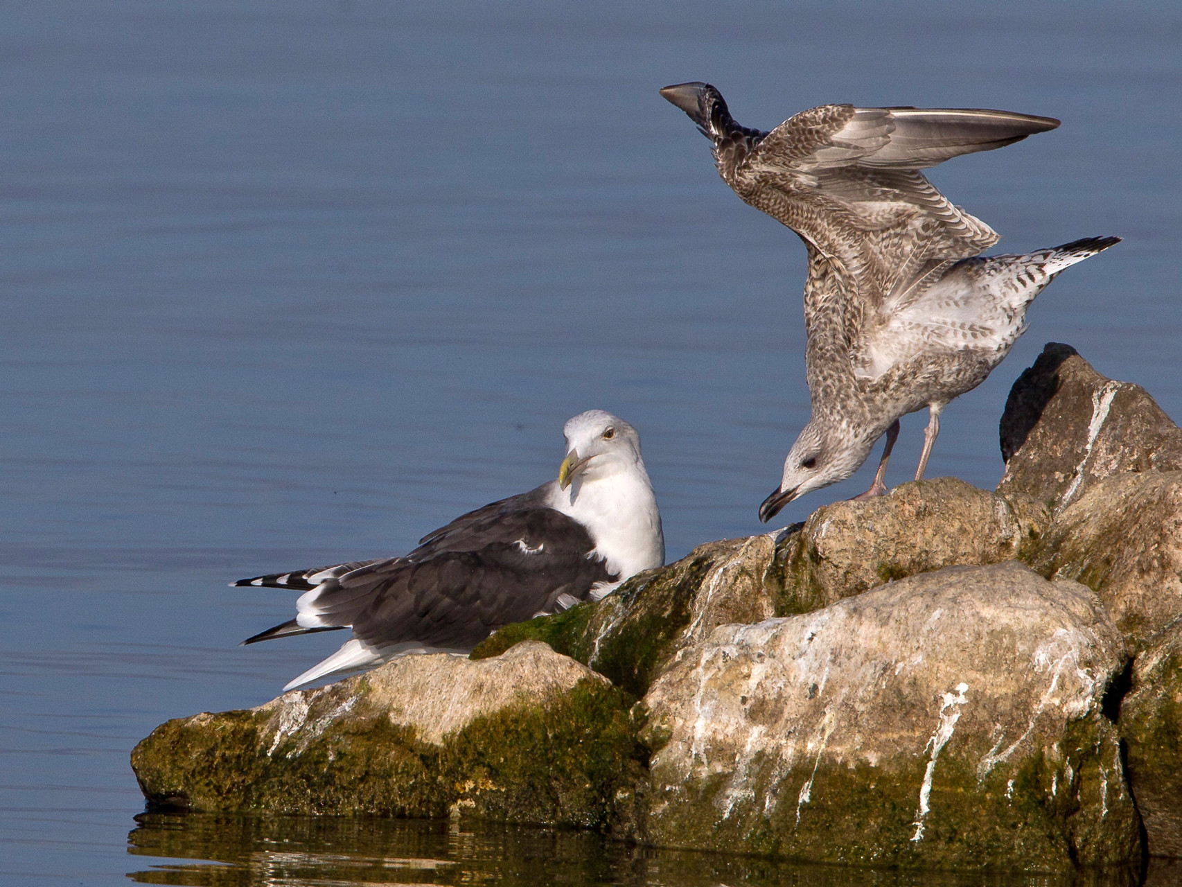 Mantelmöwe (Larus marinus) wird von einer juvenilen Mittelmeermöwe bedrängt