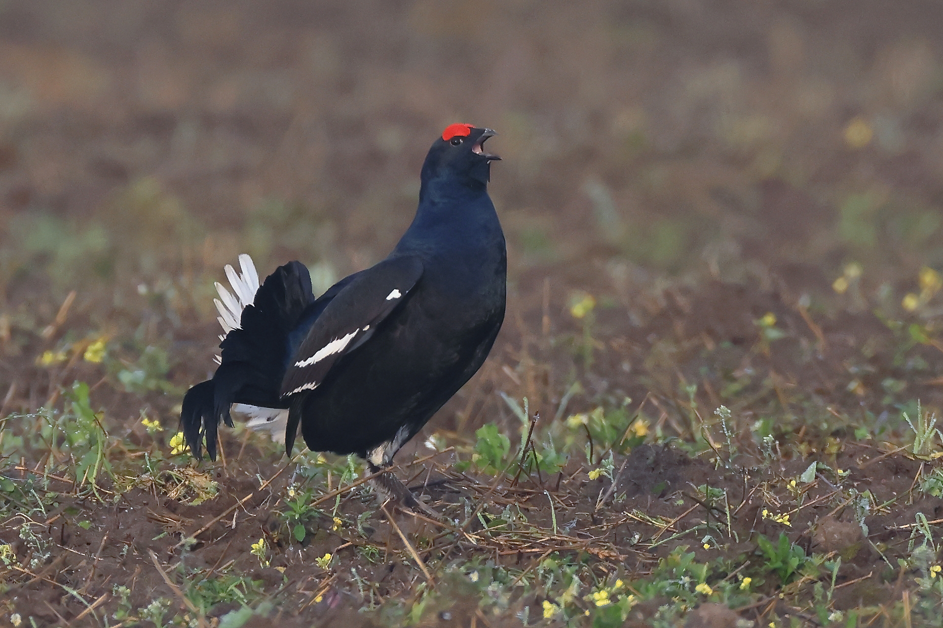 Ein einsam balzender Birkhahn zeigt sich auf einem Feld nahe der Strasse...