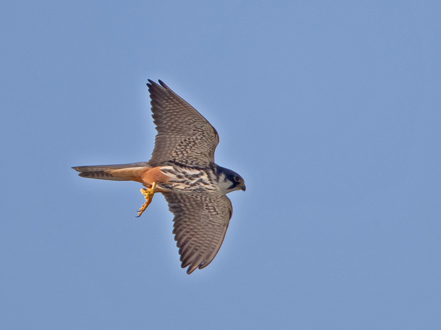 Baumfalke