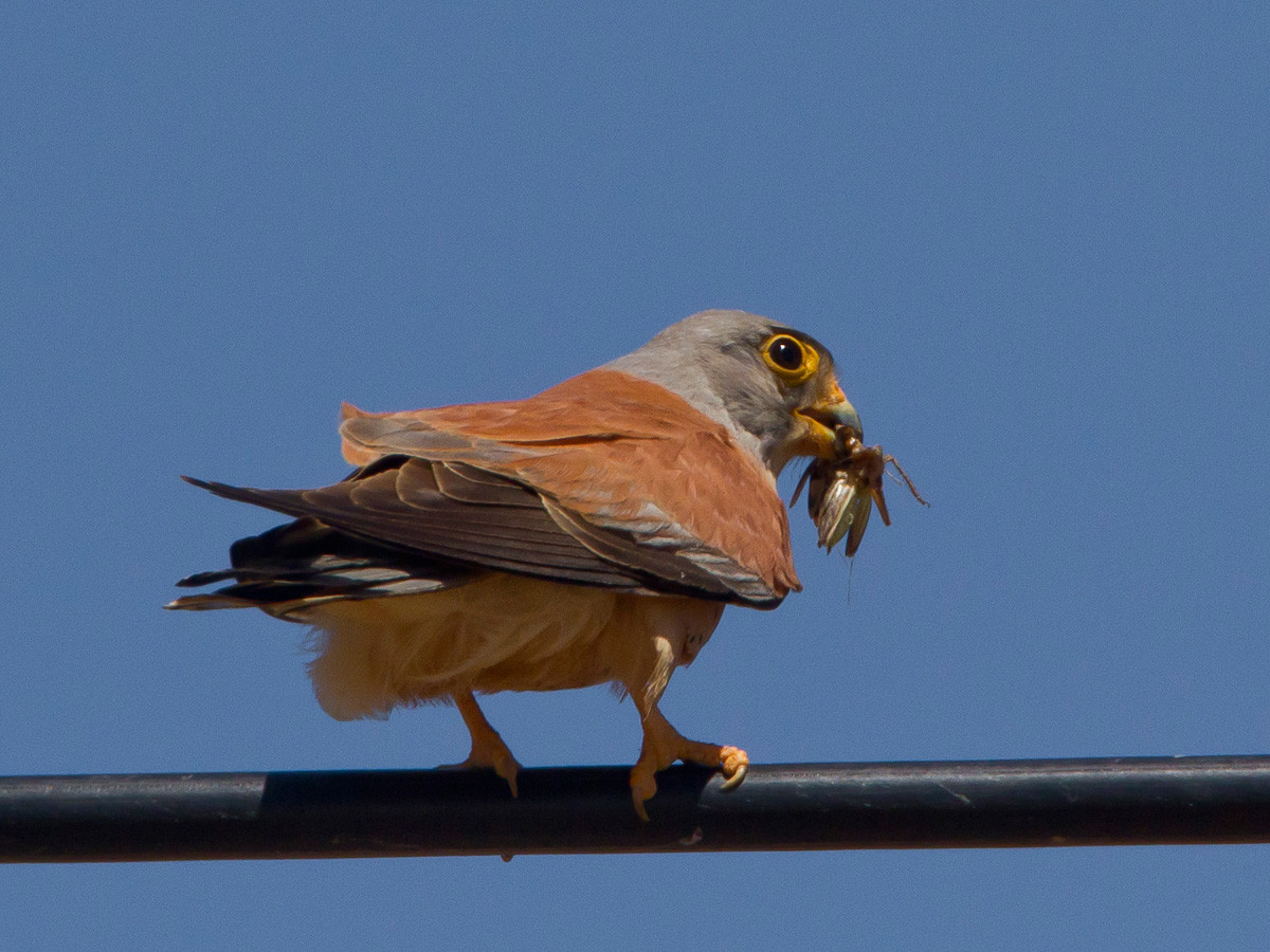 Rötelfalke mit fetter Beute