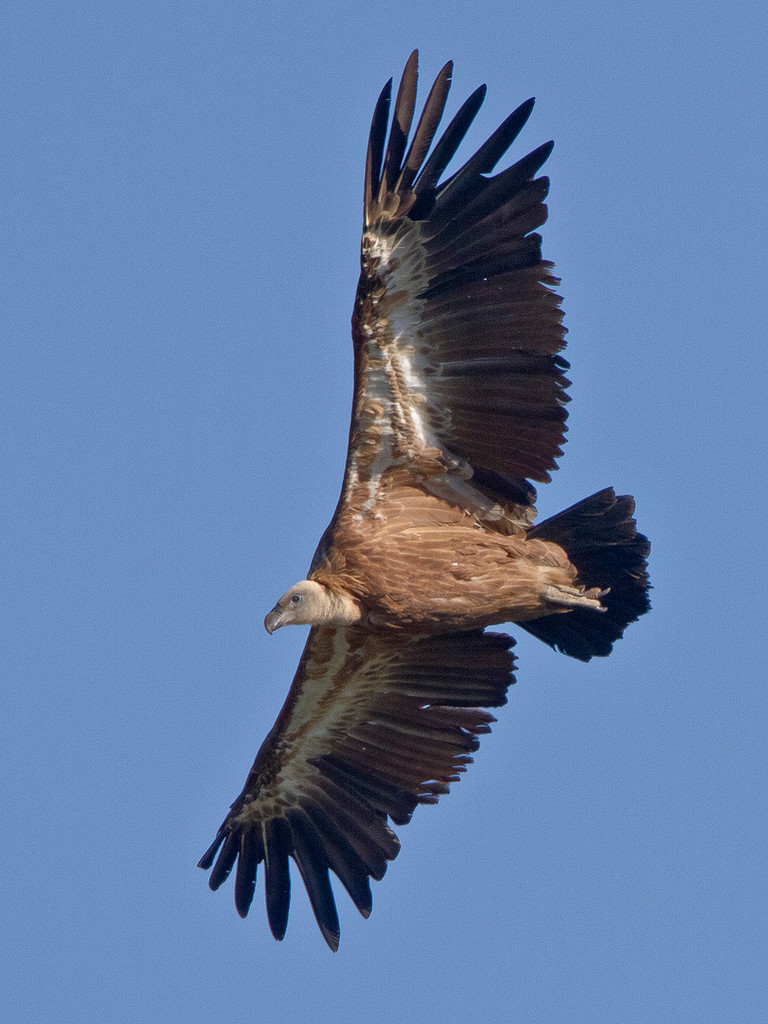 Tolle Gleitflieger: Gänsegeier