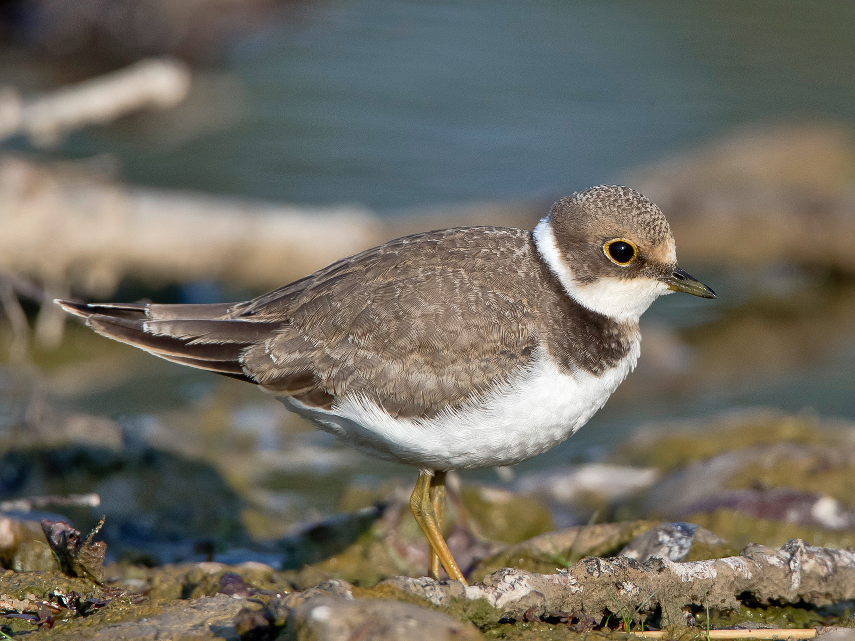 Junger Flussregenpfeifer