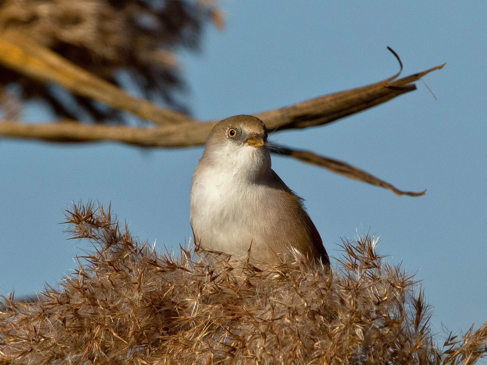 Bartmeise (Panurus biarmicus), Weibchen