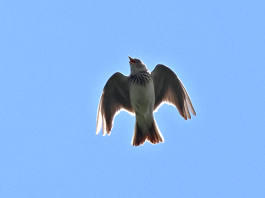 Feldlerche beim Singflug im Gegenlicht