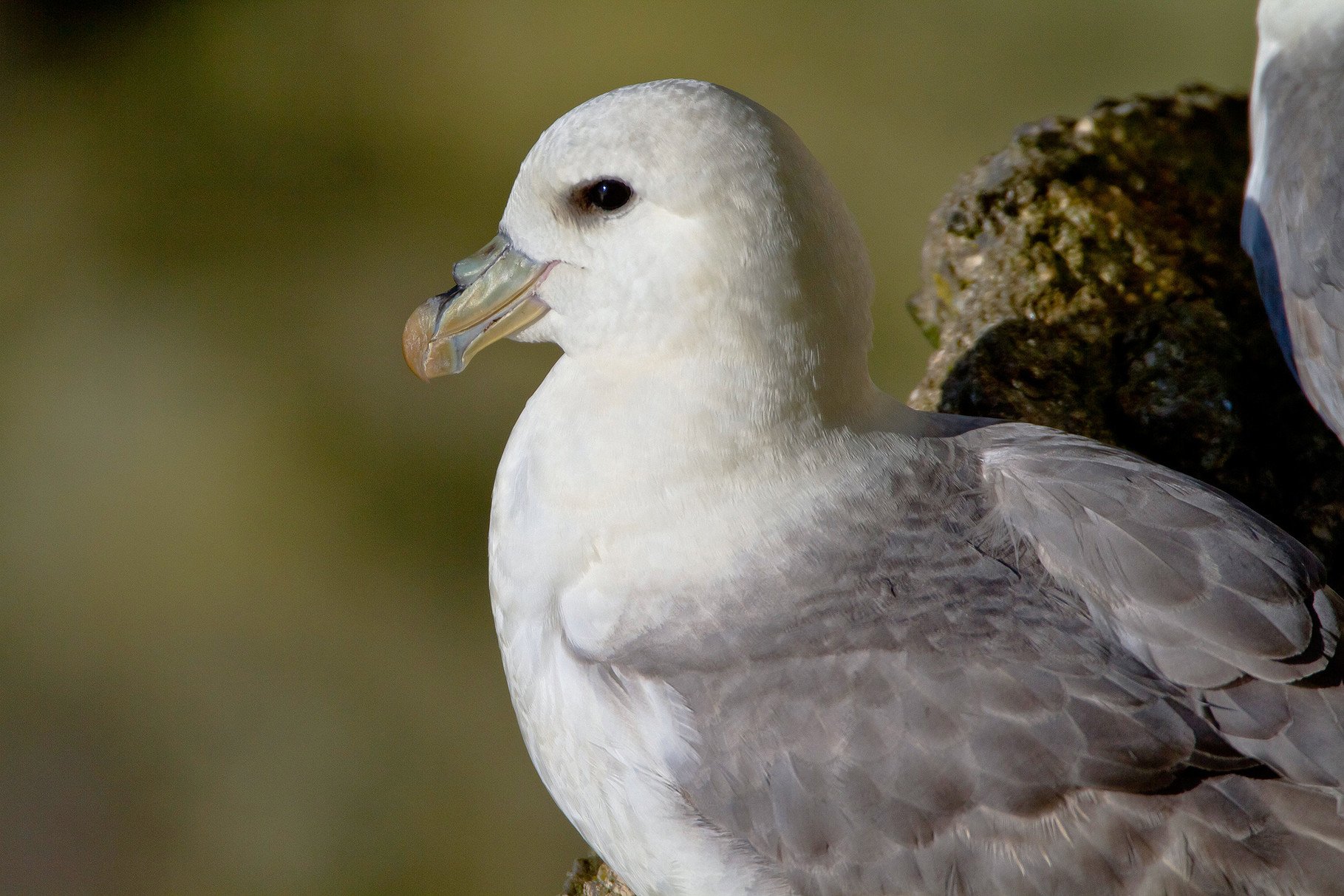 Eissturmvogel, Shetland, Grossbritannien