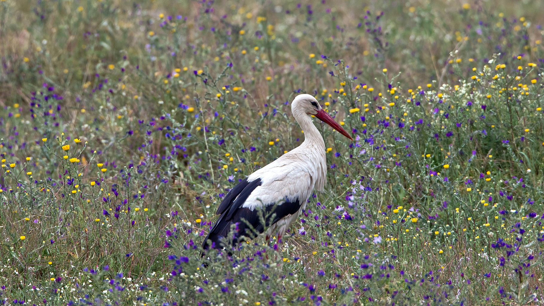 Weissstorch auf blühender Wiese des Ria Formosa-Besucherzentrums