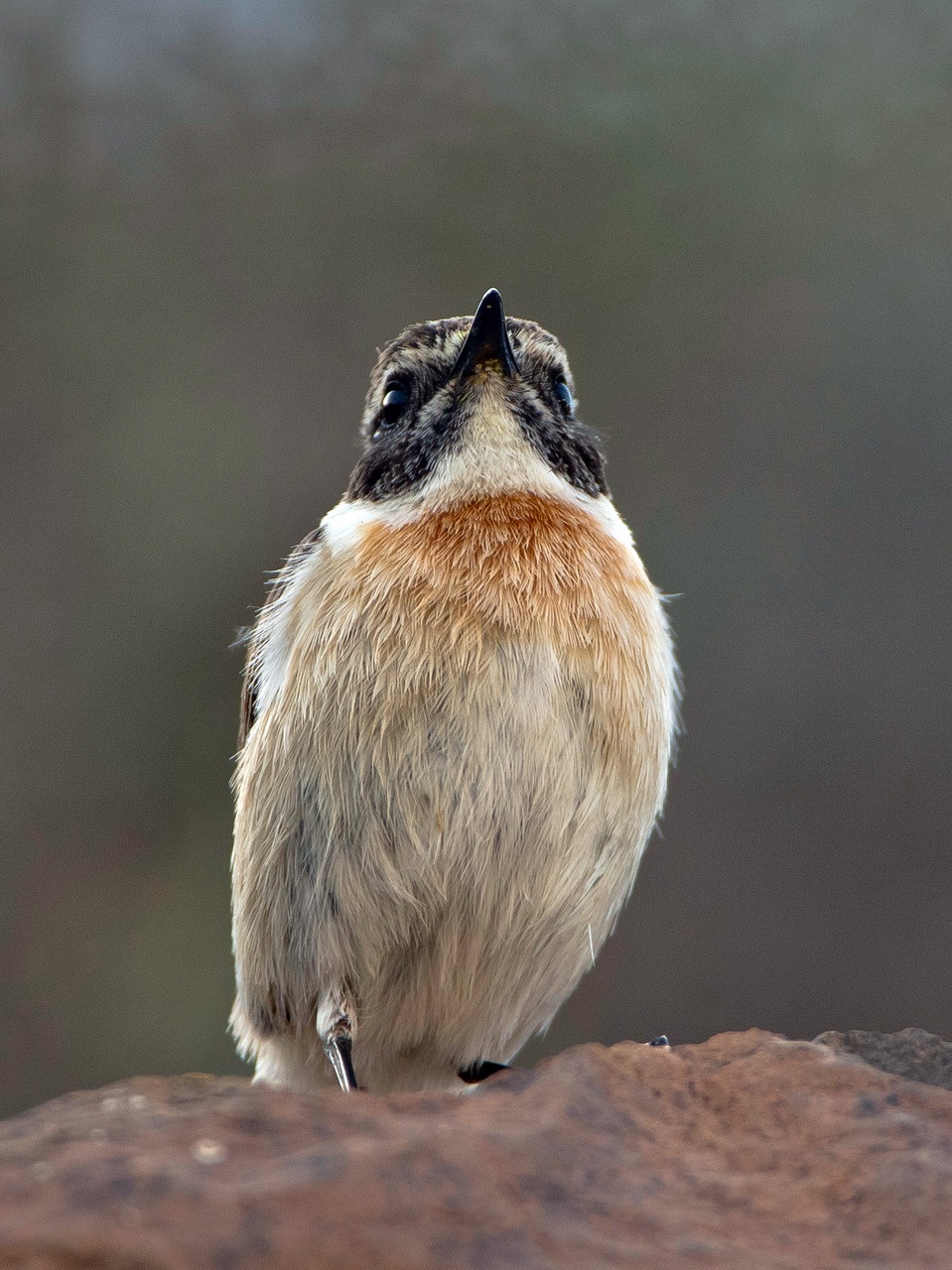 ... eine endemische Vogelart, ...