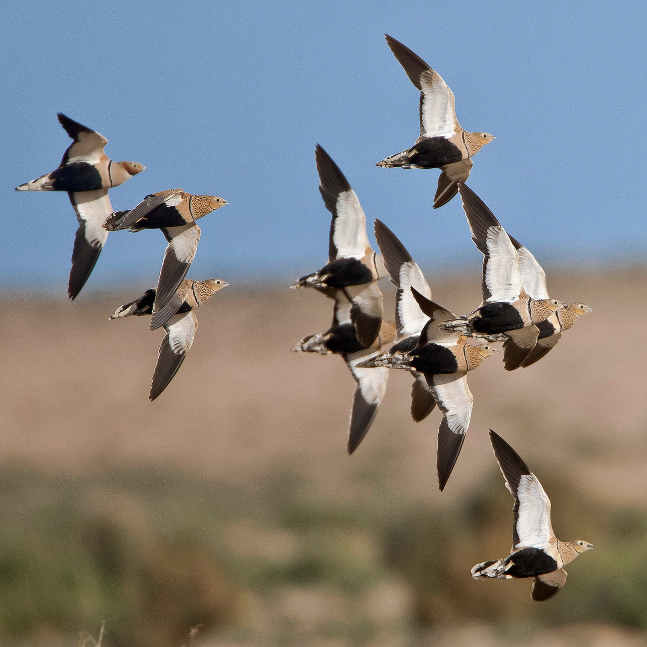 ... ihre Flugformationen über der Jandia