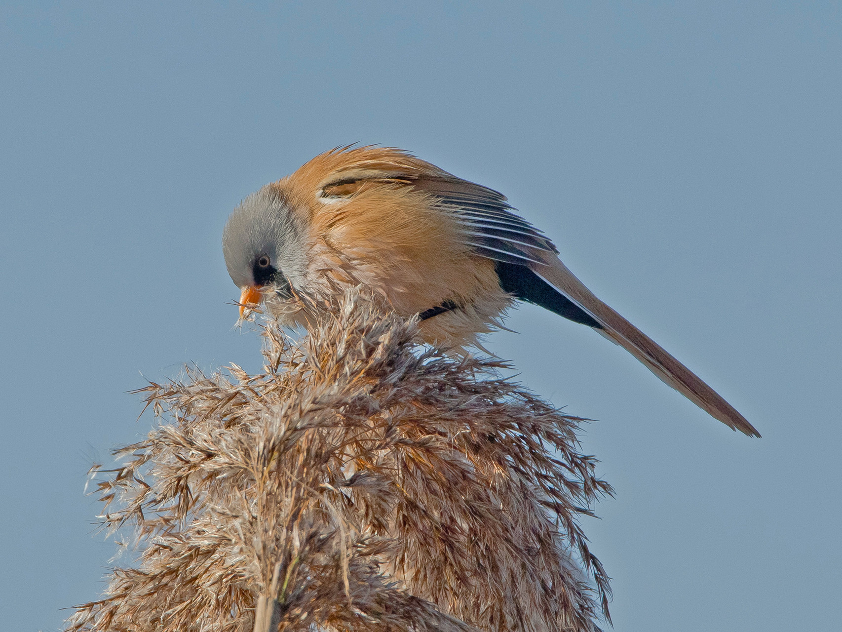 Bartmeise (Panurus biarmicus), Männchen