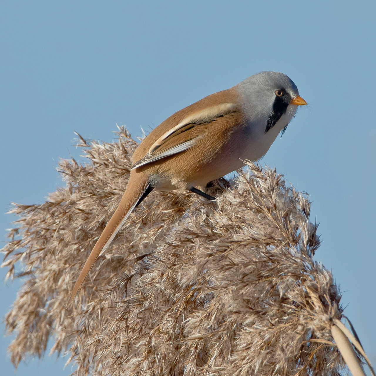 Bartmeise (Panurus biarmicus), Männchen