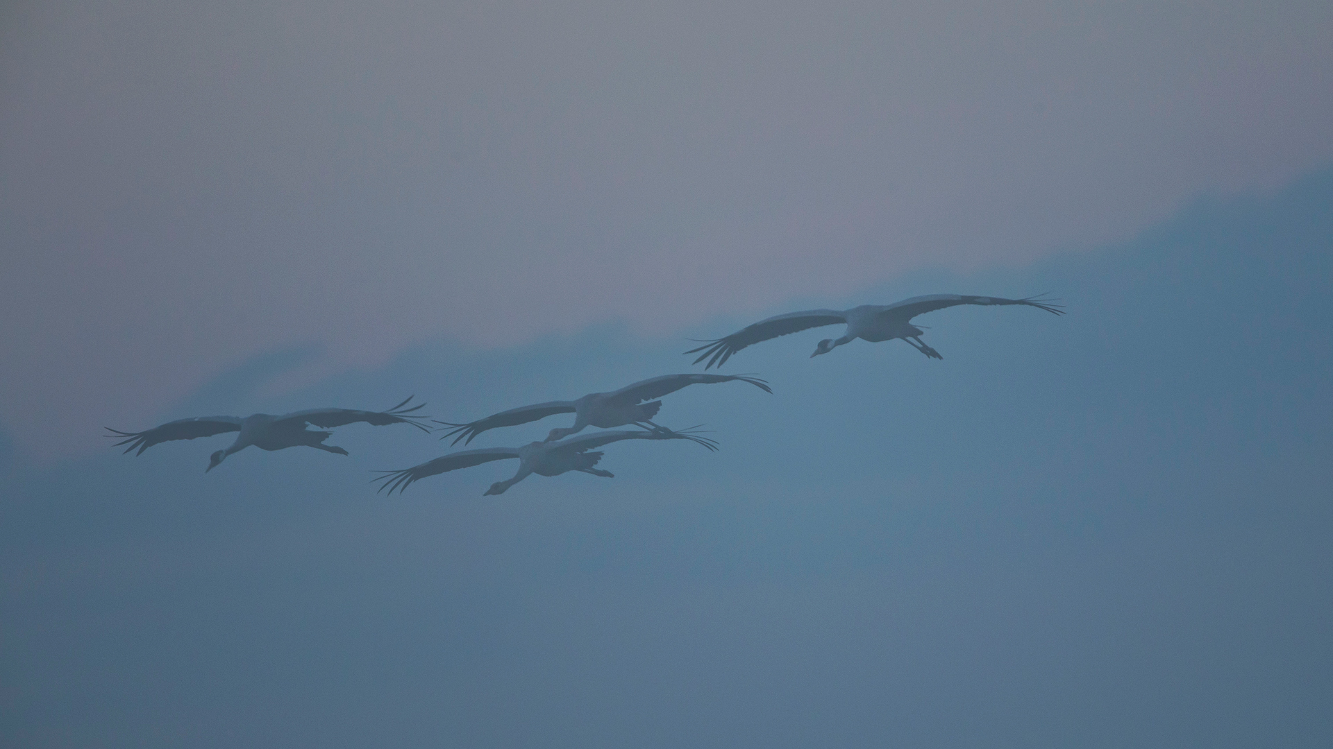 Eine Familie mit zwei Jungvögeln taucht aus dem Nebel auf und  landet genau vor unserer Fotohütte ... Glück gehabt!