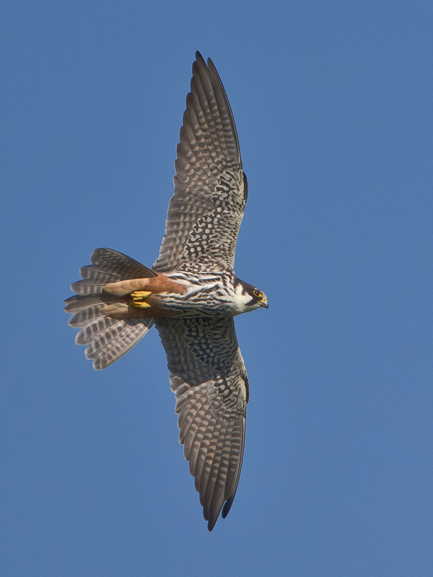 Baumfalke