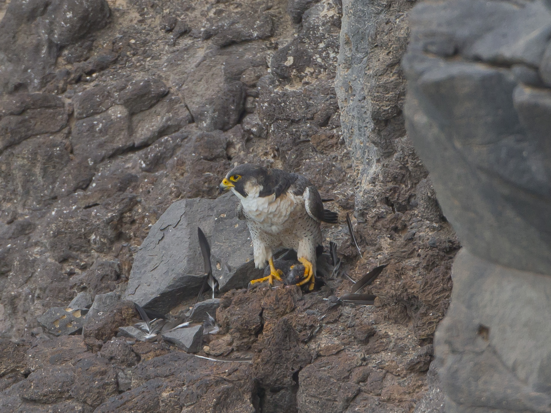 Wüstenfalke, Fuerteventura, Spanien