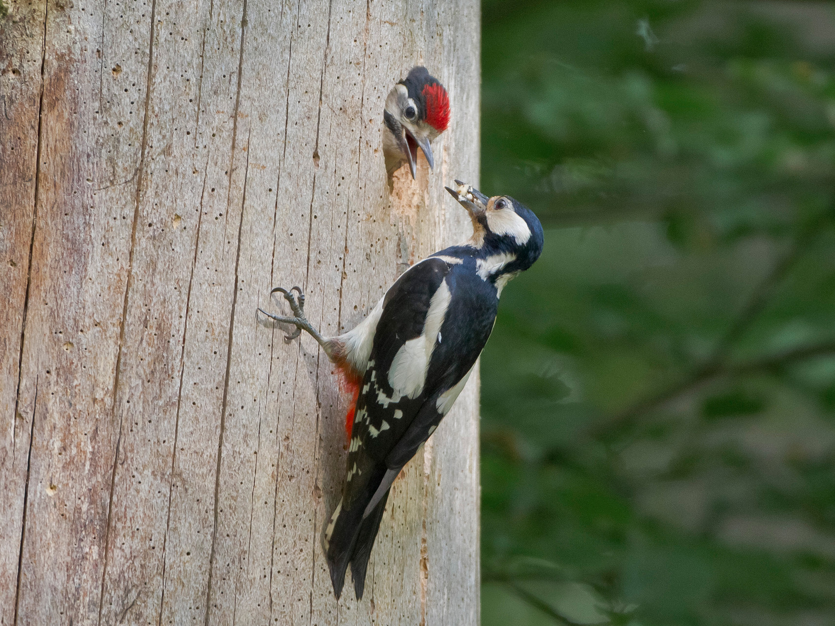 Die Altvögel (hier das Weibchen) bringen vor allem Insektenlarven zur Fütterung 