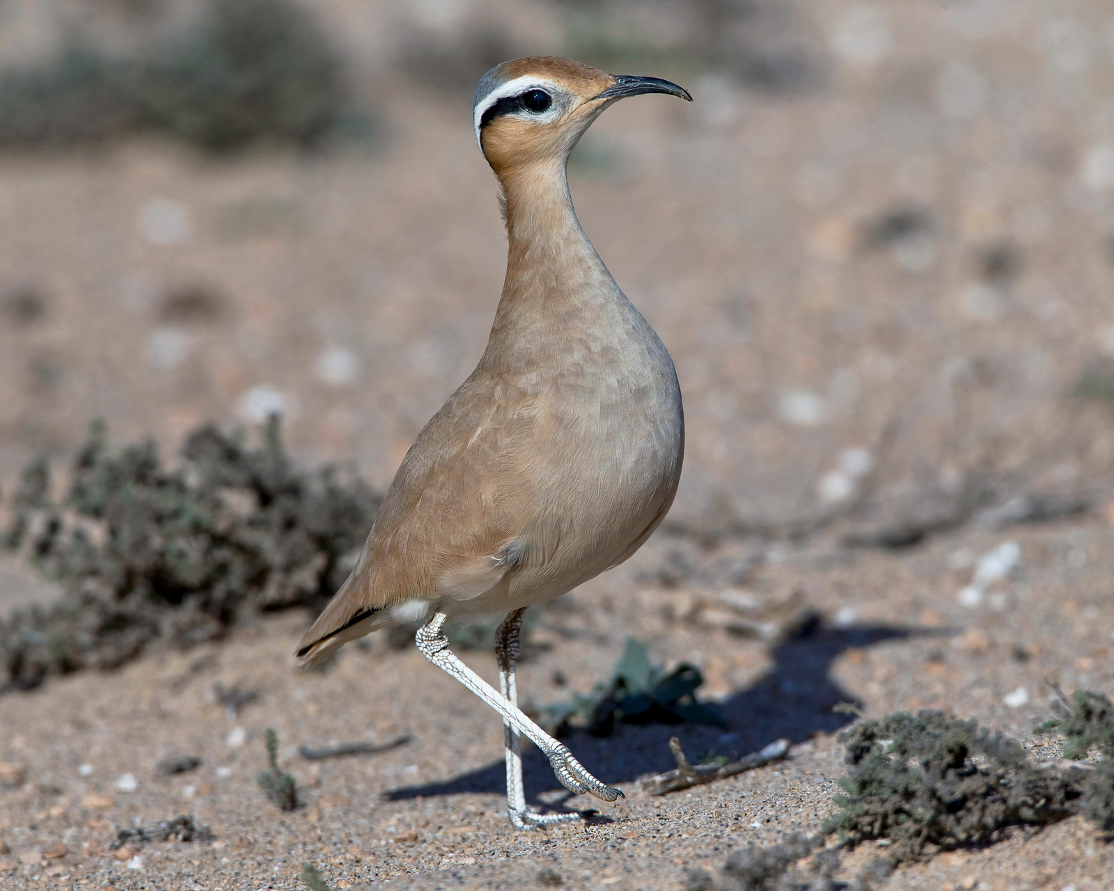 Der Rennvogel kommt in Europa als Brutvogel nur auf Fuerteventura und Lanzarote vor.