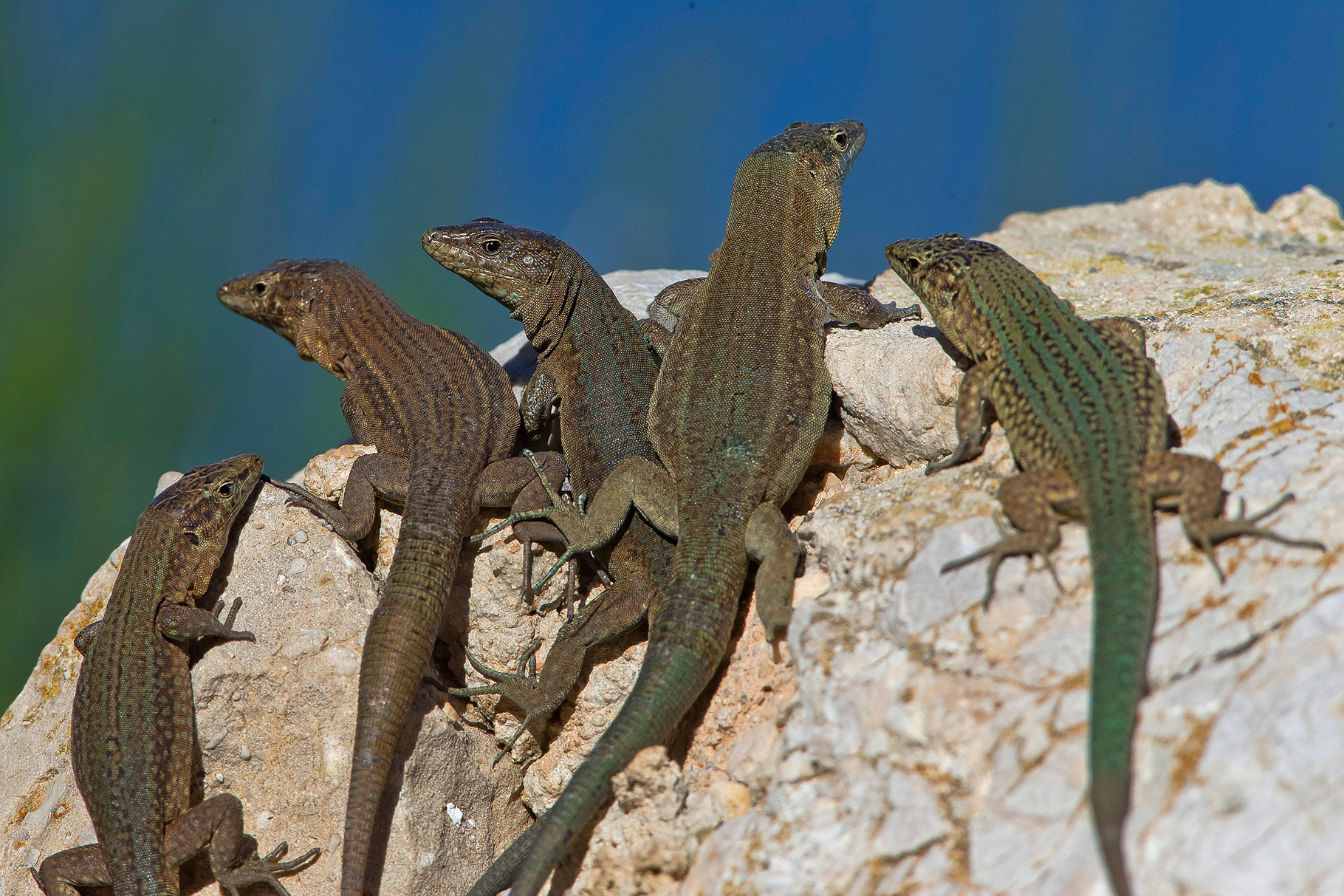 Dragonera-Eidechsen (Podarcis lilfordi ssp.giglioli) sind sehr gesellig... 