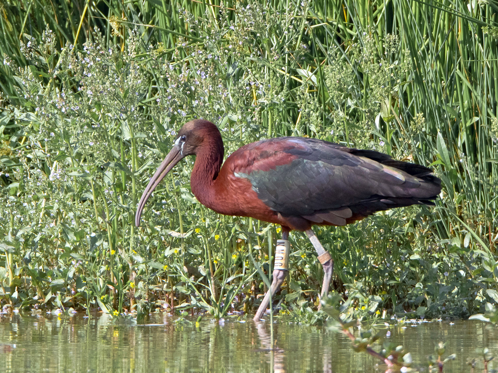 Sichler am Klingnauer Stausee