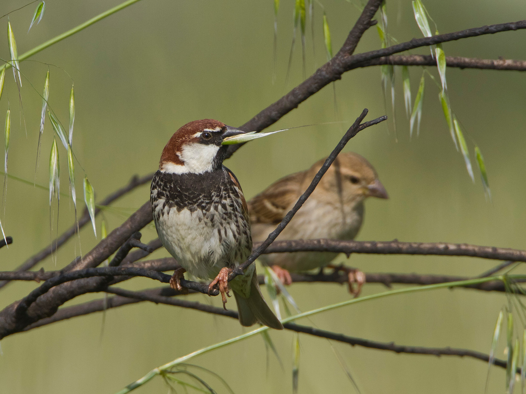 Erste Begegnungen mit der Vogelwelt von Lesbos: Weidensperlinge...